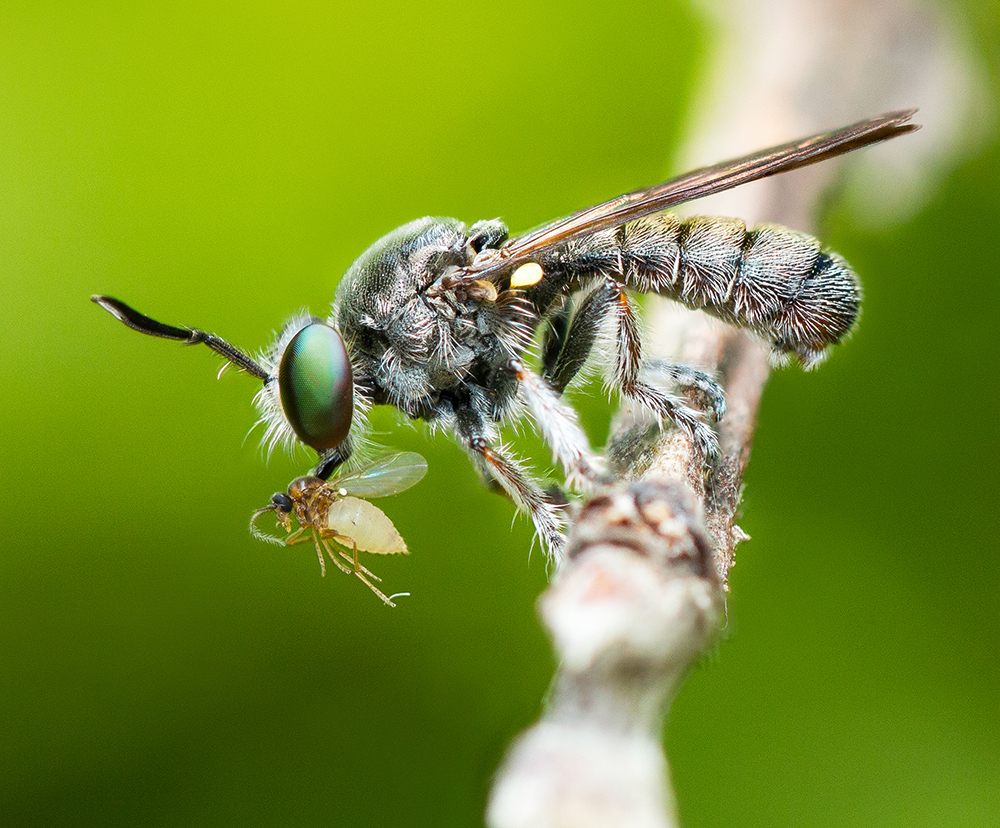 Diptera (Flies) – Andrew Murray Photo